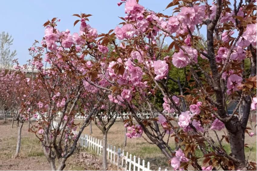 1680924359640080.jpg 微信截图_20230408112354.jpg